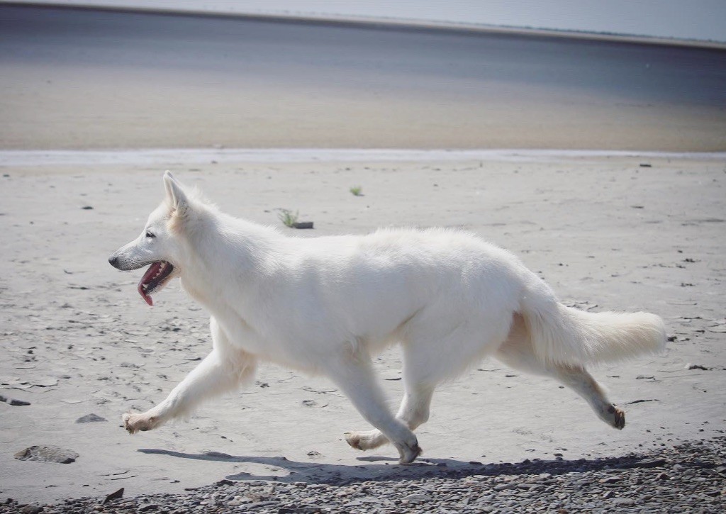 Princess plum white diamond De La Griffe Des Loups D'argent