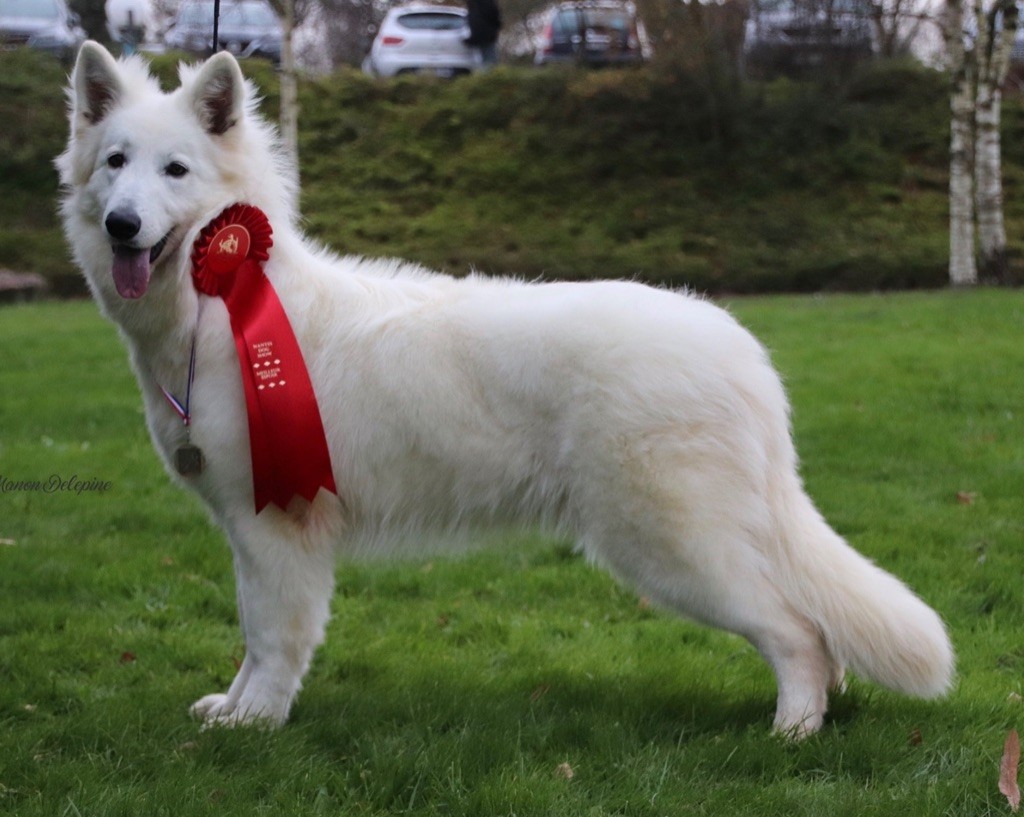 Princess plum white diamond De La Griffe Des Loups D'argent