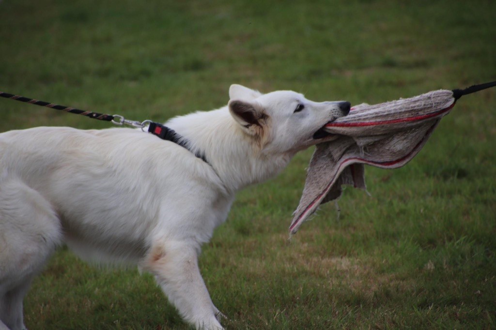 Princess plum white diamond De La Griffe Des Loups D'argent