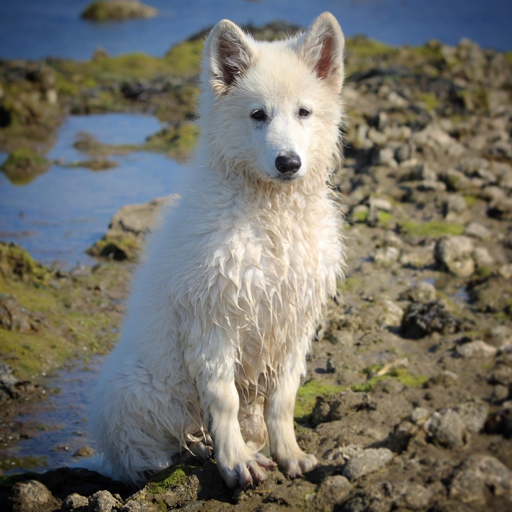 Princess plum white diamond De La Griffe Des Loups D'argent