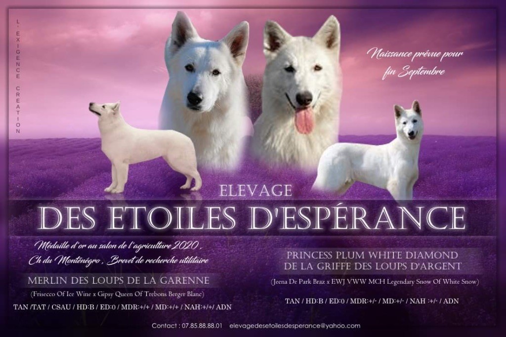 Des Etoiles D’Espérance - Berger Blanc Suisse - Portée née le 26/09/2021