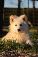 Des Etoiles D’Espérance - Berger Blanc Suisse - Portée née le 07/12/2019